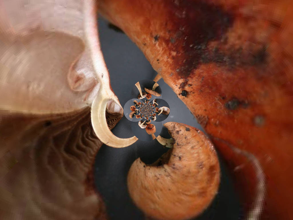 Quizzzzzzzzzz .........  Natalizio